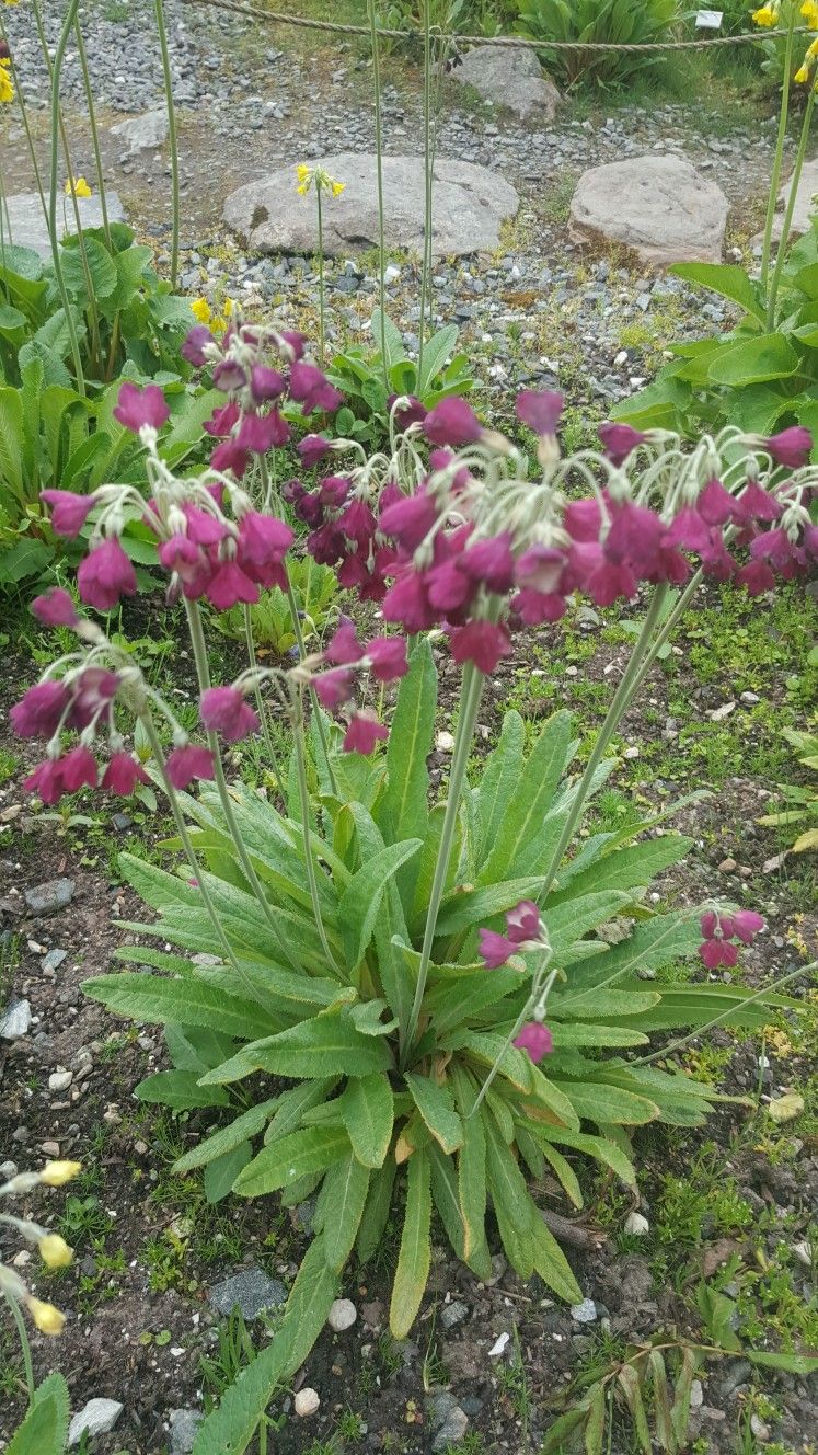 Primula waltonii (1551).jpg